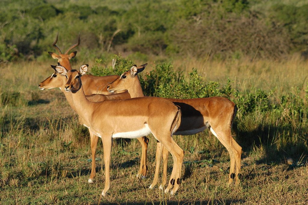 Wild Rooiboke
